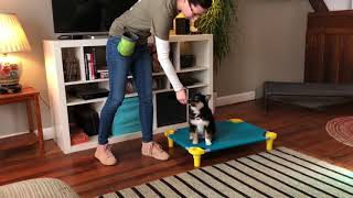 Pomsky Puppy Training!