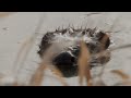 Beavers released at Boothby Wildland