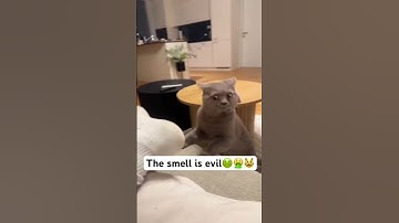 Cat hates smelly feet 👃🏾🦶🏾😳😾 #shorts #cat #cats #catslover