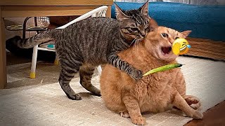 New Funny Animals 😽😻 Best Funny Dogs and Cats Videos Of The Week by CCA Pets 219 views 1 month ago 33 minutes