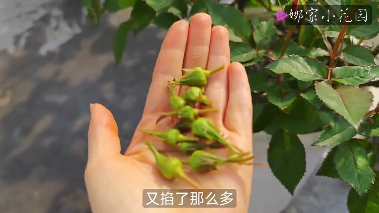 月季花苞太多要不要疏蕾？疏蕾有哪些好处？如何操作？Do you want to loosen the buds of roses with too many buds?