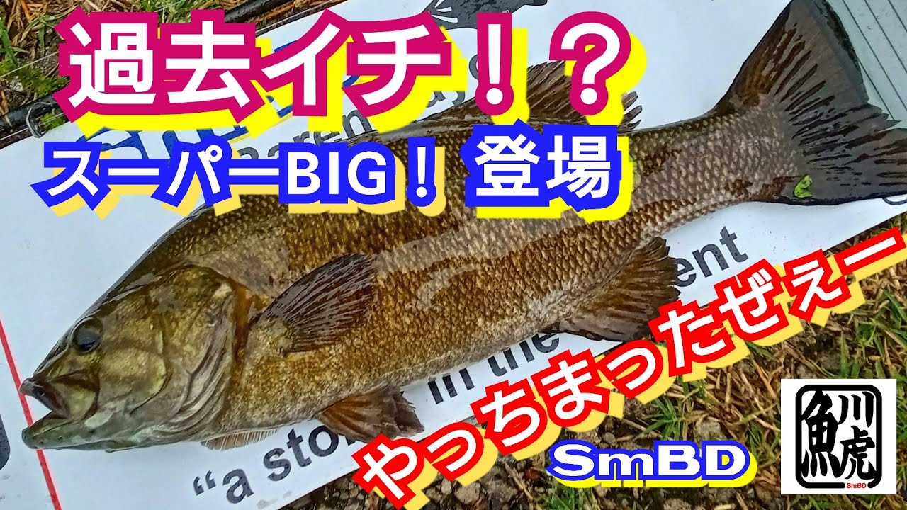 yasu 特大！スモール登場【川バス釣り】スモールマウスバス2023年4月Small mouth bass Fishing