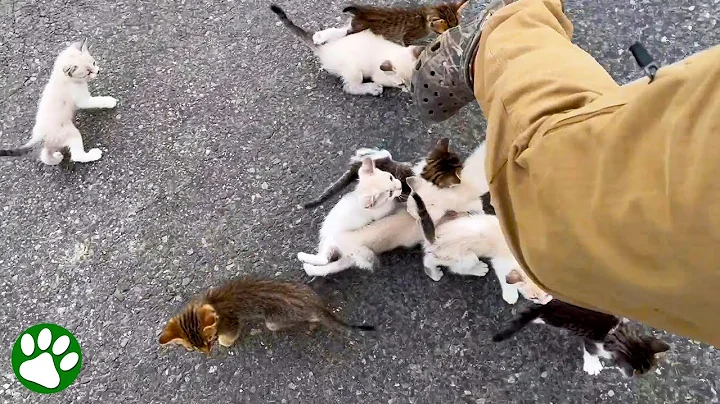 Man is ambushed by 13 homeless kittens - DayDayNews