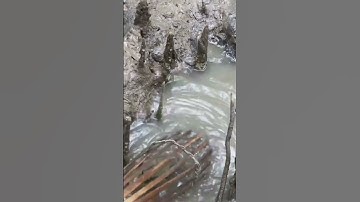 Đặt Cá Thòi Lòi Rừng Ngập Mặn. Một Em Cá Thòi Lòi Bự Chà Bá|| @đoàn 39 Vlog #shorts