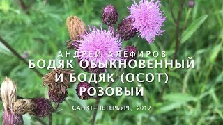 Бодяк обыкновенный и бодяк (осот) розовый. Алефиров А.Н.