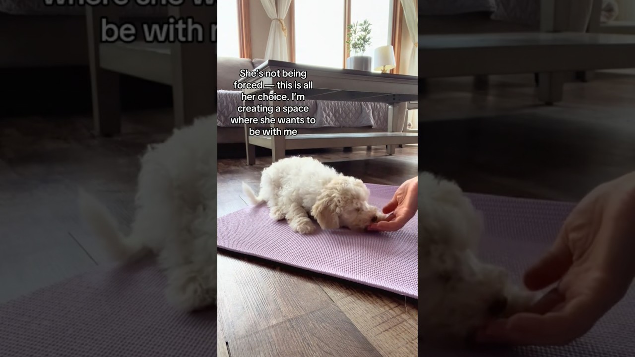 Training should feel like teamwork, not pressure. 💛🐾 