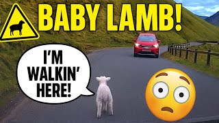 Road Hazard: One Tiny Lamb! 😳 - Patience Saves Lives!