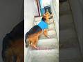 ये क्या  डब्बा सा लेकर मेरे पीछे लगा रहता है ||#funny#pets#cutedog #viralshort #dog #germanshepherd