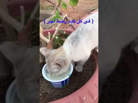 فضل سقاية الحيونات والطيور
