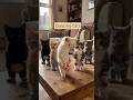 Dancing cats #shorts #shortschallenge #cat#youtubeshorts