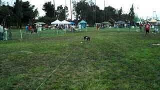 Alleys 1St Lure Pull...amazing Job