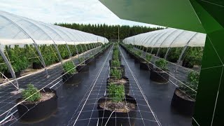 Le pari de cultiver le cannabis à l'extérieur