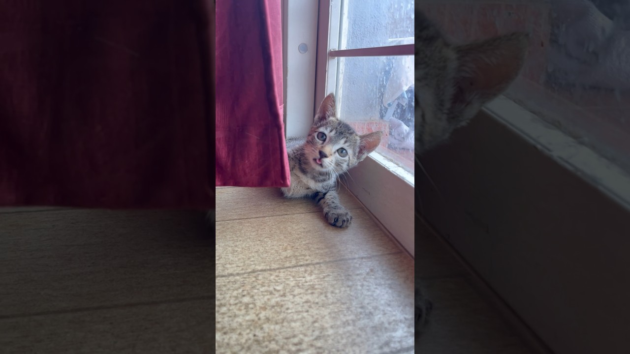cute baby cat video 🐈🐈 