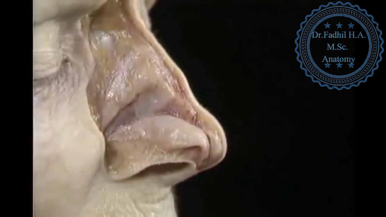 Nose Anatomy External