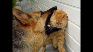 شاهد ماذا حصل بين هذا الكلب والقط ?? Watch what happened between this dog and cat