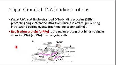 DNA Replication part1 Mohammed Eleyan