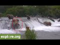 Bears Falling off Brooks Falls