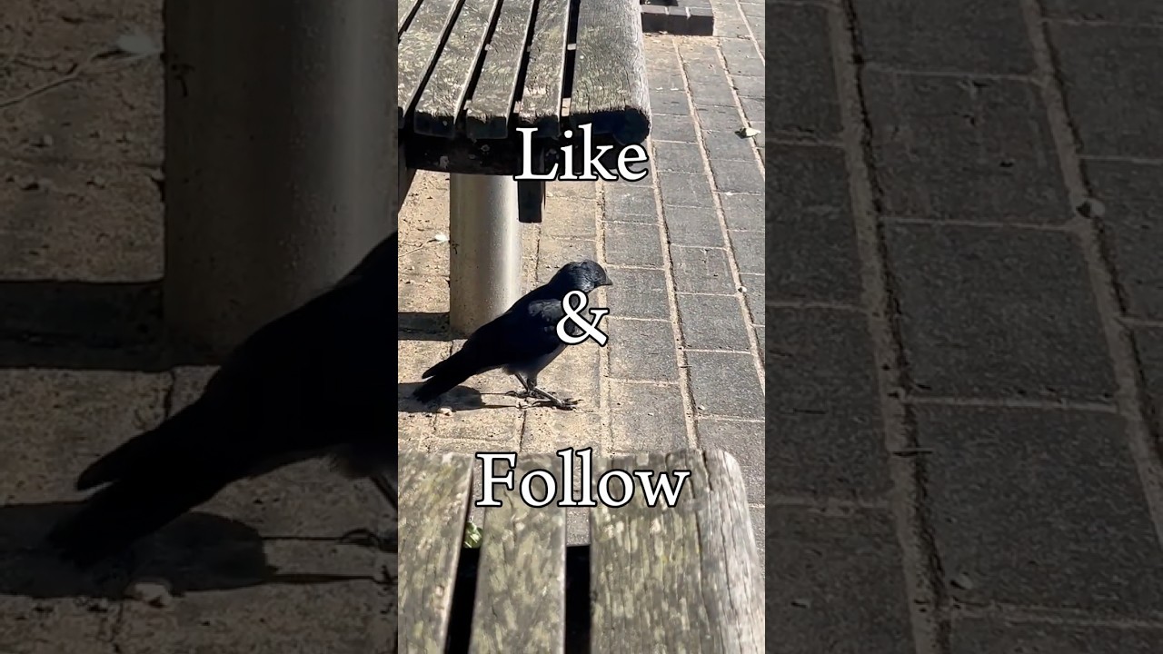 The Origin of this Word… 