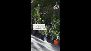 Botanical burglary bust: Deputies find $11K worth of stolen plants at San Jose home