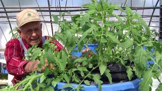 Determinate And Indeterminate Tomatoes Ep 22