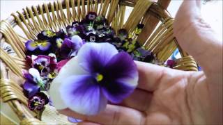 Tutorial How to Dry and Press Pansies