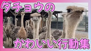 ダチョウのかわいい行動集 ダチョウの日常 Youtube
