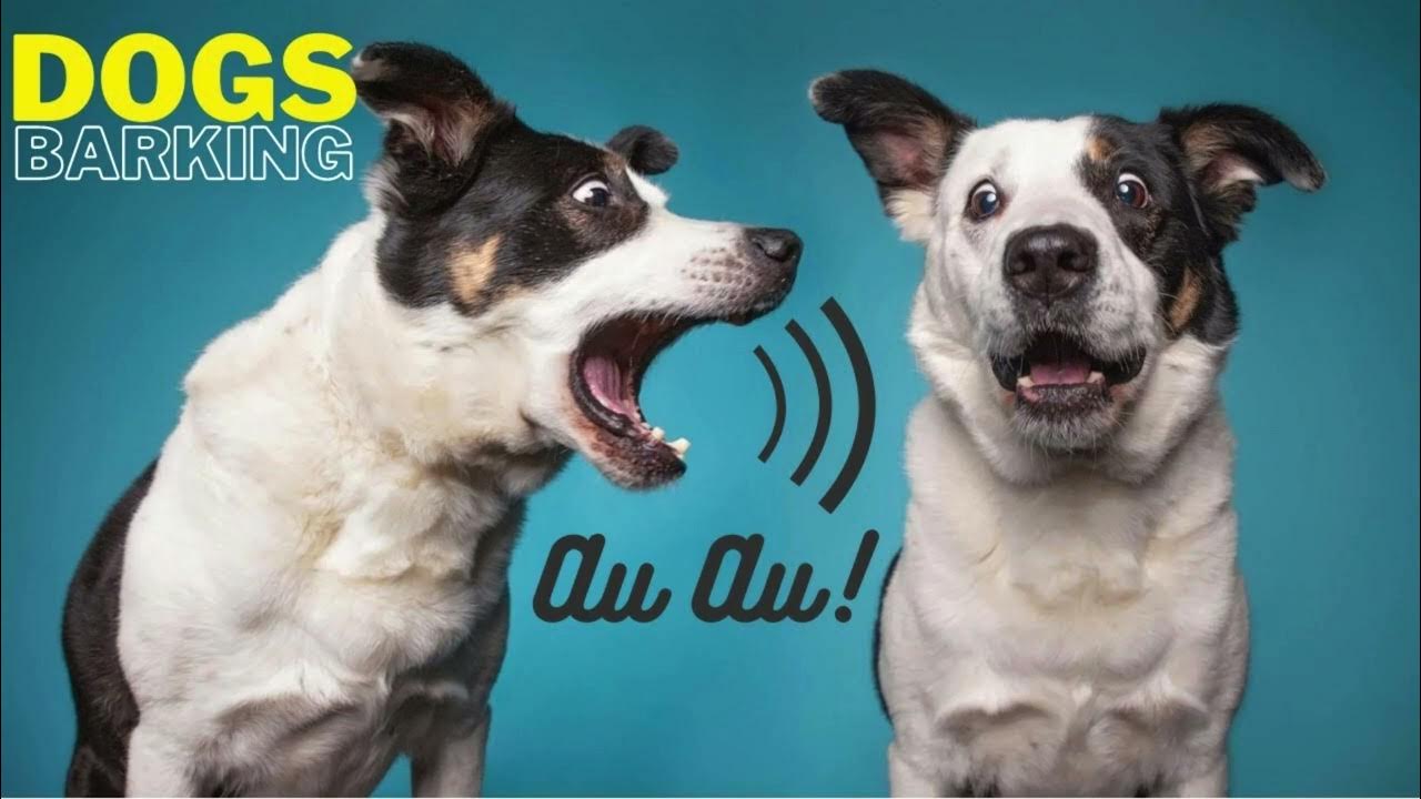 Dog Barking Ringtone YouTube