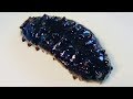 海で見かけるあの生物が実は高級食材って知ってた？