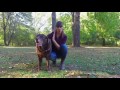 Introducing the Positively No Pull Harness Introducing the Positively No Pull Harness