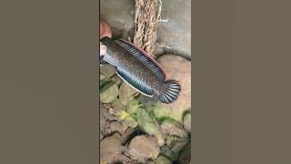 INDUK CHANNA LIMBATA MEWAH π₯π₯π₯