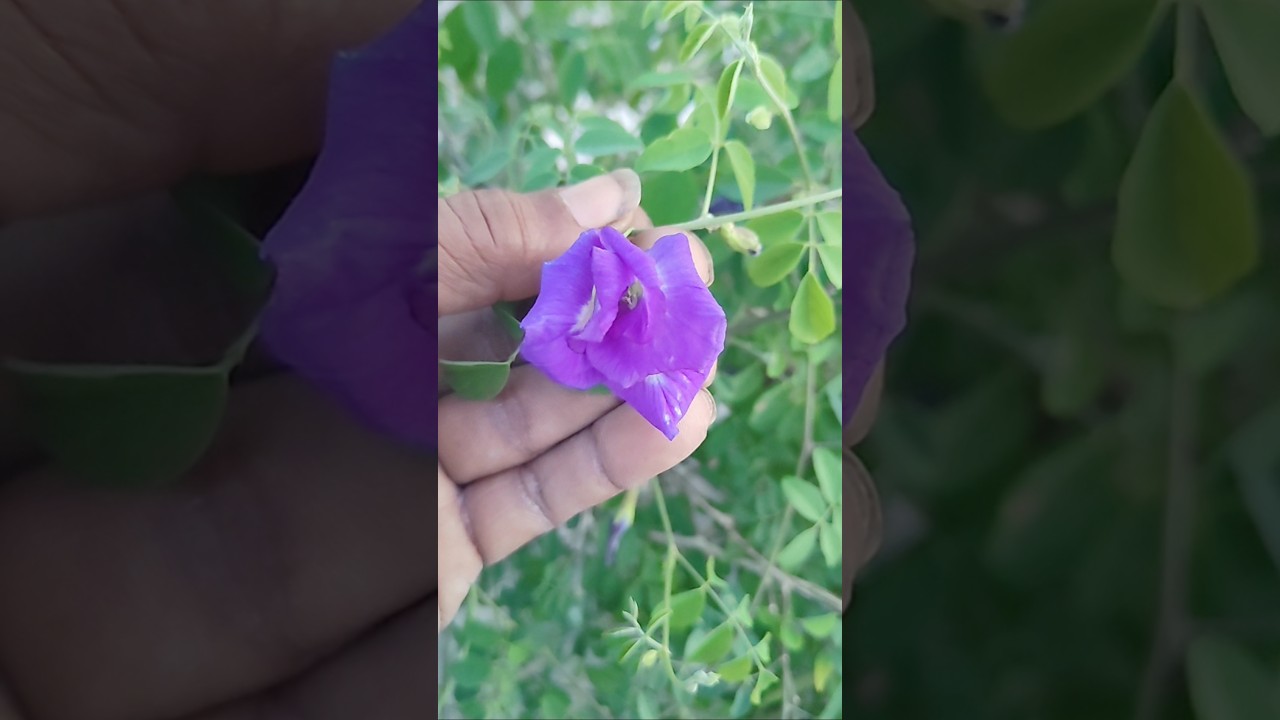 Blue multi petal butterfly pea flowers plants aparajita flowers plants growing శంకుపువ్వులు