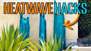 Heatwave Hacks | Tips for Keeping Your Plants Alive by Budget Plants 1,038 views 4 weeks ago 8 minutes, 3 seconds