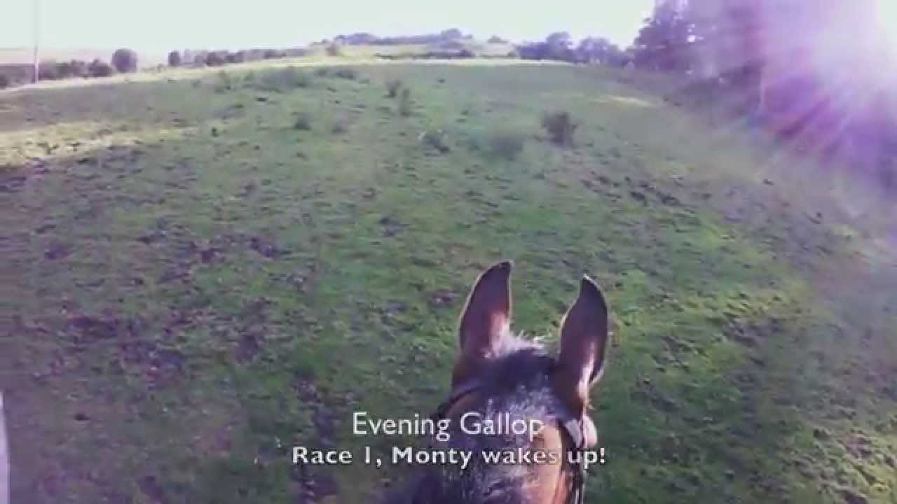 Evening Gallop hazelden equestrian YouTube