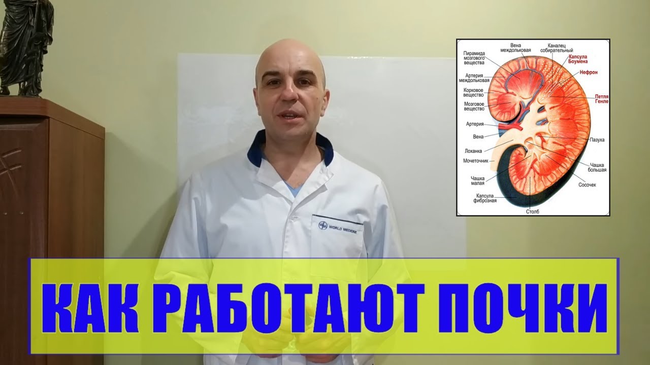 Как работают почки Просто и доступно - YouTube