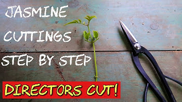 How to Propagate White Jasmine From Cuttings ~ DIRECTORS CUT