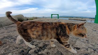 野良猫の堤防パトロールに付いてい行ってみた