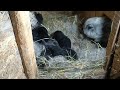 Чищу гнездо у крольчат, доделка карниза, ложная беременность, прогулка в лесу, подкормка для пчел..