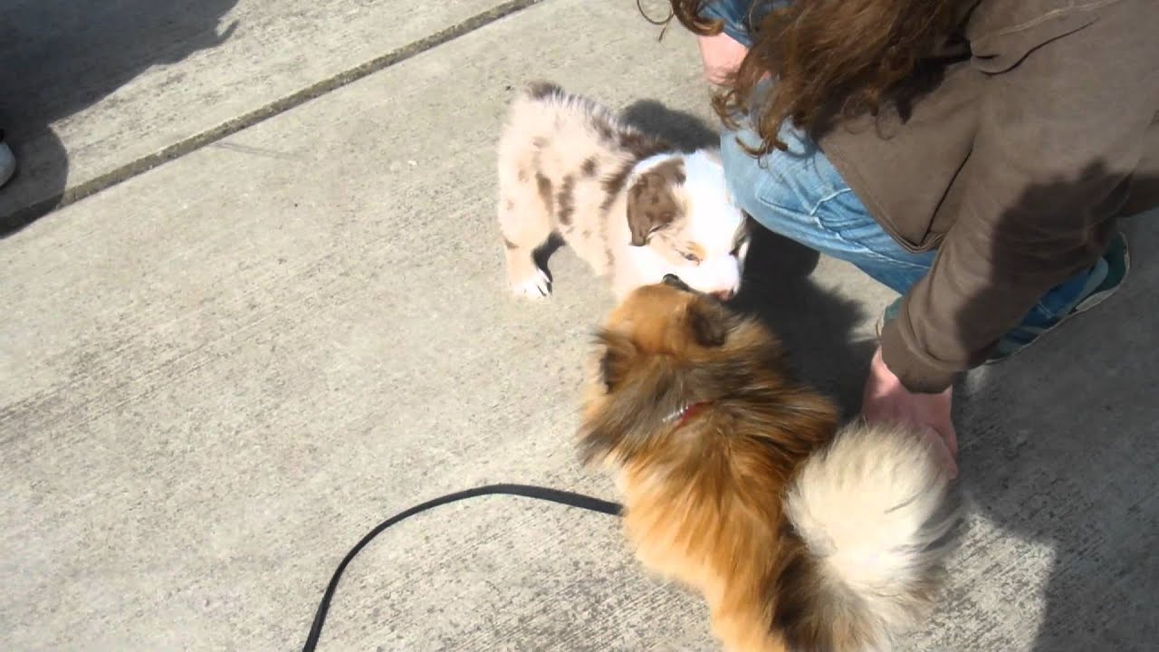 Cutest Australian shepherd puppy EVER - YouTube