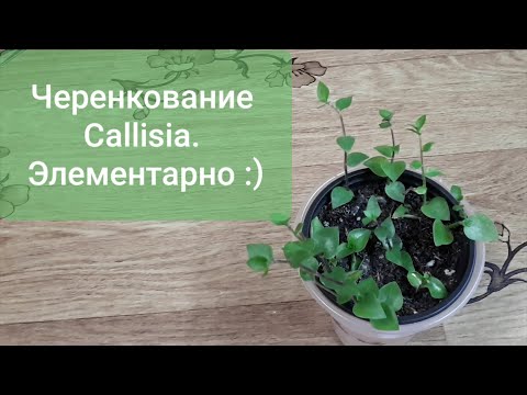 Video: Hvordan Forplante Dieffenbachia