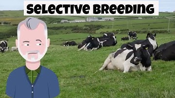 What is selective breeding?