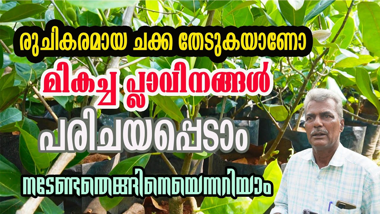 മികച്ച പ്ലാവിനങ്ങൾ പരിചയപ്പെടാം