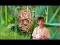Harvest Mouse Quiz