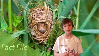 Harvest Mouse Fact File - Mammals