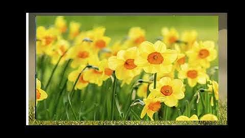 JCERT ENGLISH BOOK CLASS EIGHT: POEM- DAFFODILS: UNIT 2b.Full Explanation