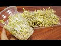 How To Grow Bean Sprouts In Plastic Cups