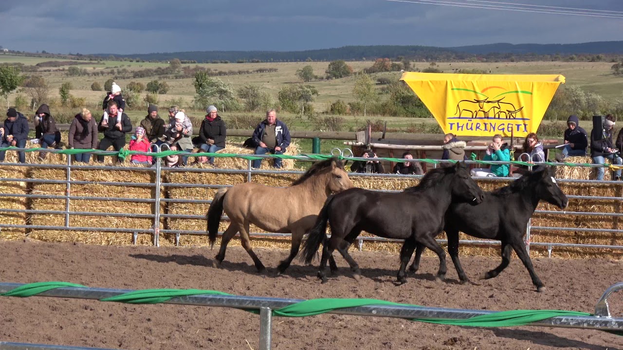 Thüringeti Auktion 2019 Teil 1