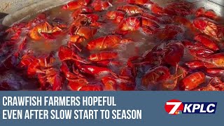 Crawfish farmers remain hopeful after slow start to the season Slow Start To Crawfish Season