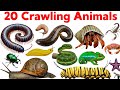 20 Crawling Animals Name for Kids | Learn Crawling Animals in English with Pictures and Sounds