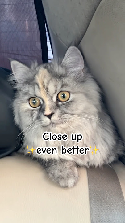 The front stunning ,back gorgeous🐾❤️#catshorts #funnycat  #catvideos #cutecat #viralshorts #cat