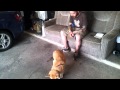 Left - Right Paw Behavior - Kit - Clicker Training Left - Right Paw Behavior - Kit - Clicker Training